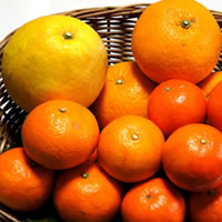 かきうち農園の春みかん4種詰め合せ（無選別）／計5.4kg