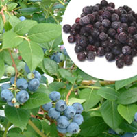 岩手県産冷凍ブルーベリー／2kg