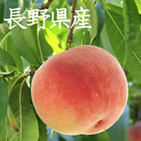 長野県産川中島白桃輝輝（きらきら）／2.5kg