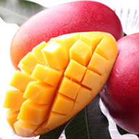 宮崎産極上完熟マンゴー／赤秀